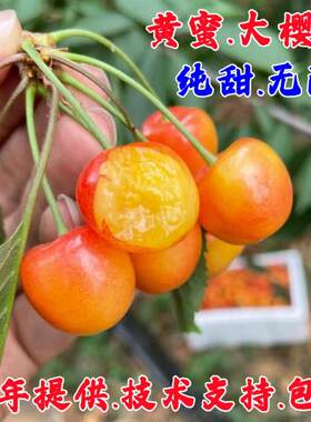 嫁接大樱桃苗黄蜜樱桃树苗纯甜水晶樱桃树苖南方北方种植当年结果