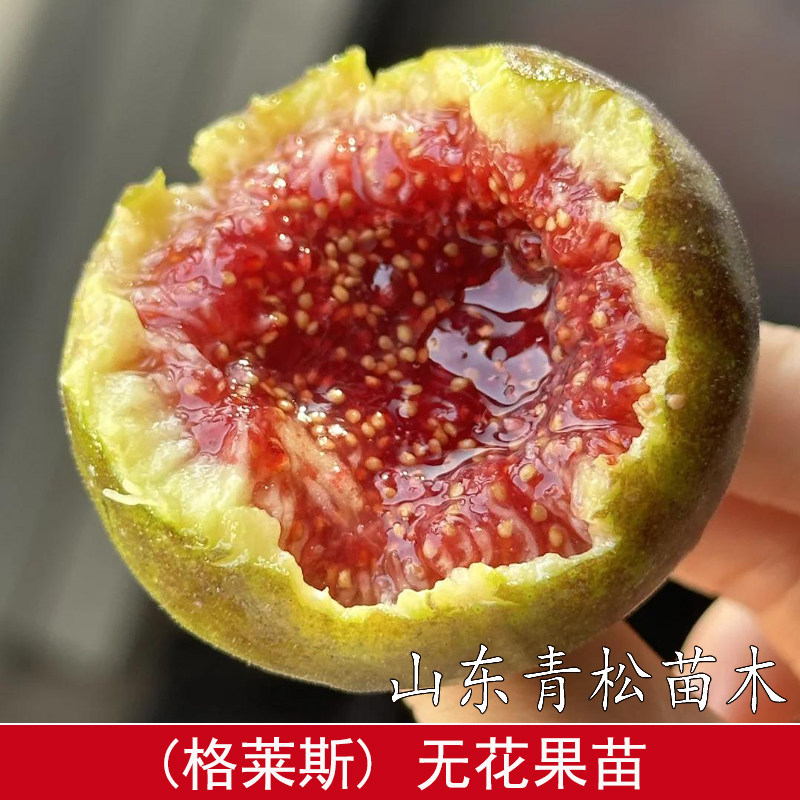 格莱斯无花果苗特大糖心水蜜桃无花果树苗四季盆栽地栽当年结果苗图片