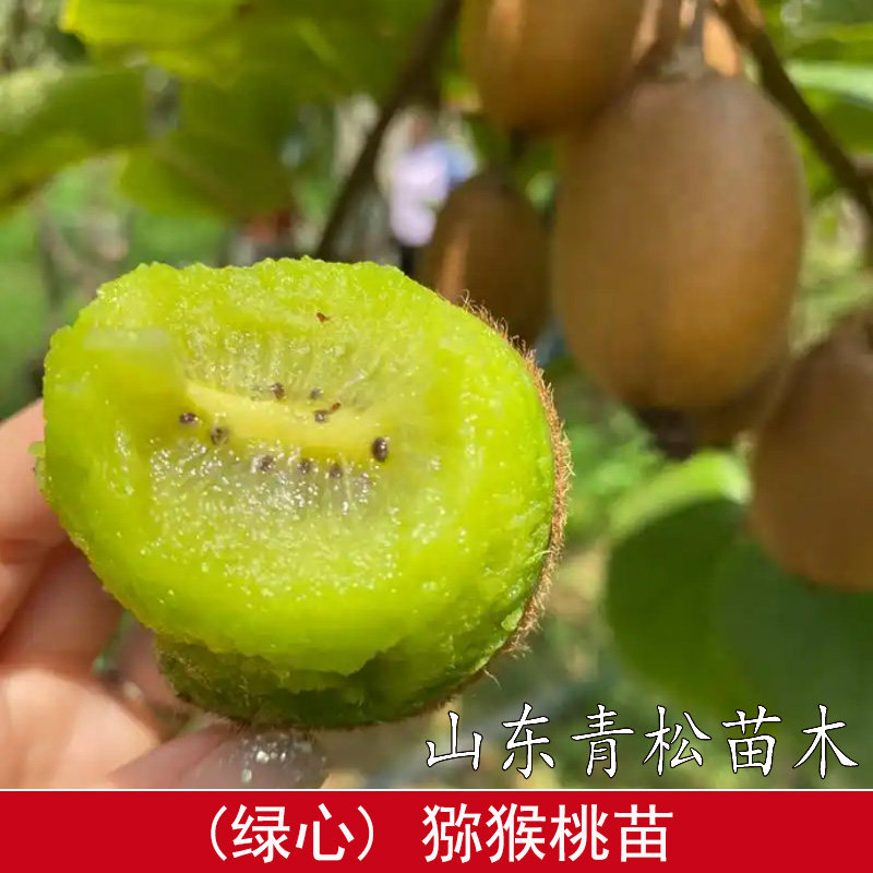 耐寒绿心徐香猕猴桃树果苗盆栽地栽爬藤脆甜香猕猴桃苗南方北方种图片