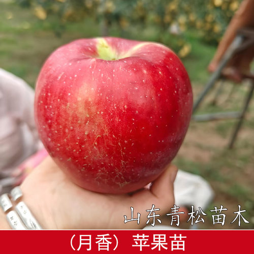 新品种极早熟月香苹果树苗7月成熟脆甜苹果苗庭院盆栽南北方种植