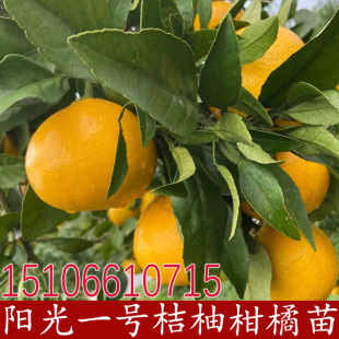 桔柚苗新品种 阳光一号桔柚苗嫁接黄金贡柚柑橘子树苗柑桔果苗