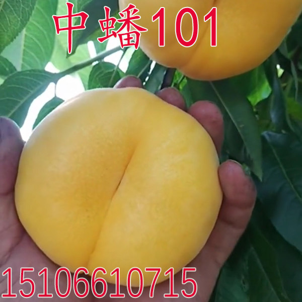 黄金蟠桃新品种 黄蟠桃苗 中蟠101桃苗极早熟桃果树苗南北方种植