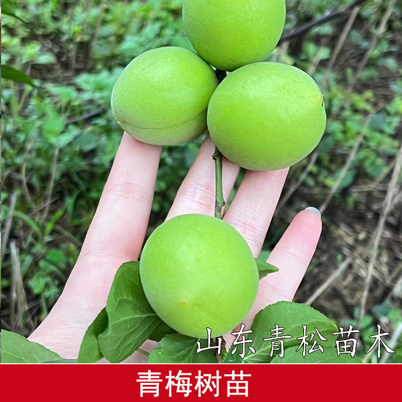 梅子苗树苗泡酒酸梅苗玉梅永泰青梅苗话梅苗嫁接苗改良南方北方种