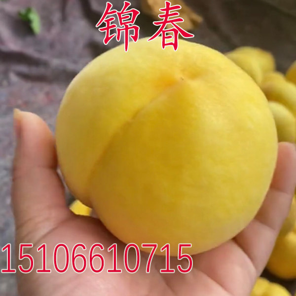 锦春早熟黄桃毛桃果树苗新品种桃苗嫁接苗南方北方种植水蜜桃苗