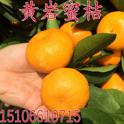 黄岩蜜桔树苗 温州早熟无核蜜桔苗 嫁接橘子苗柑桔树苗当年结果苗
