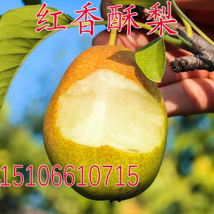 嫁接梨树苗 红香酥梨苗地栽梨树苗南方北方种植脆甜香梨苗梨子苗