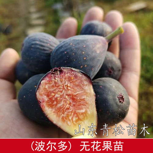 紫色波尔多无花果苗阳台室内盆栽耐寒小波无花果树苗南方北方种植