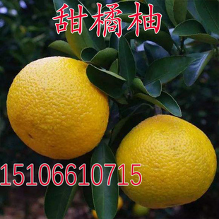 庆元甜桔柚苗黄金柑子苗建阳甜橘柚树苗桔子柚子苗当年结果甜桔柚