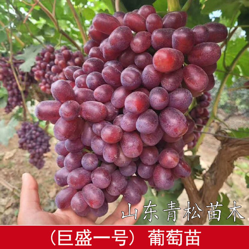 嫁接巨盛一号葡萄树苗极早熟无核红提葡萄苗北方南方种植当年结果
