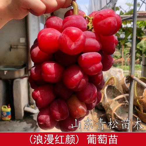 新品种无籽葡萄树苗浪漫红颜葡萄苗特大南北方地栽盆栽当年结果苗