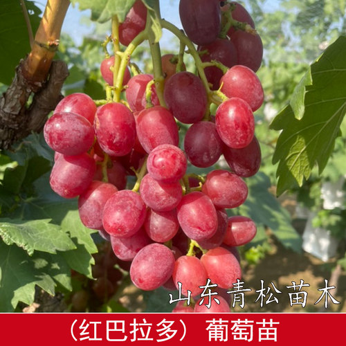 红芭拉蒂葡萄苗 嫁接扦插红巴拉多葡萄树苗当年结果南方北方种植