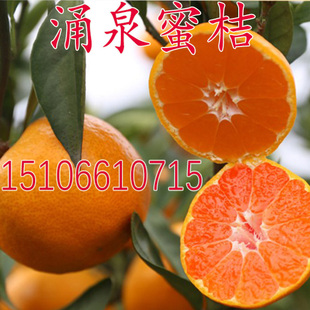 涌泉蜜桔苗 嫁接橘子苗无核无籽蜜桔苗嫁接黄岩蜜桔橘子树苗果苗