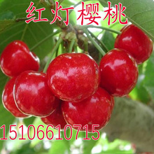 山东大樱桃树苗 红灯樱桃苗 嫁接樱桃苗当年结果盆栽地栽果树苗