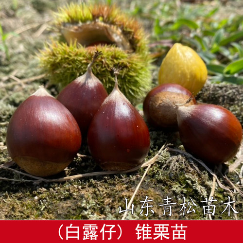 嫁接建瓯白露仔锥栗树果苗奶香脆尖栗子苗北南方种板栗树当年结果