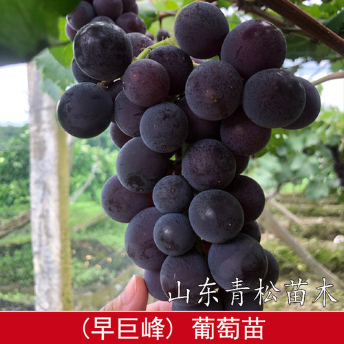 早巨峰葡萄树苗嫁接早熟葡萄苗盆栽庭院地栽南方北方种植当年结果