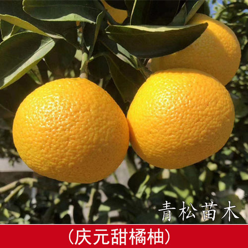高糖建阳甜桔柚苗庆元甜橘柚树苗黄金柑苗苹果柚苗南北方当年结果