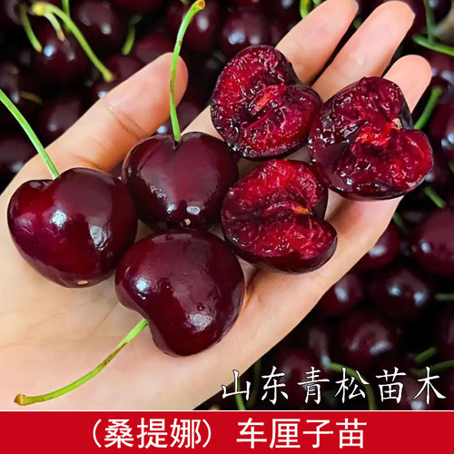 果树苗桑提娜车厘子树苗嫁接智利黑珍珠桑缇娜大樱桃苗南北方种植