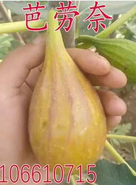 新品种芭劳奈无花果树苗Banane无花果苗当年结果盆栽地栽南北方种