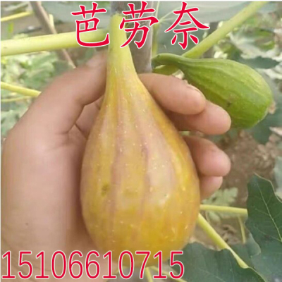 新品种芭劳奈无花果树苗Banane无花果苗当年结果盆栽地栽南北方种
