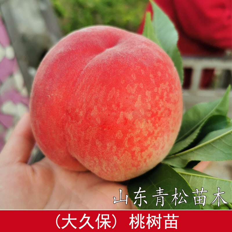 正宗平谷大久保桃树苗南北方种植