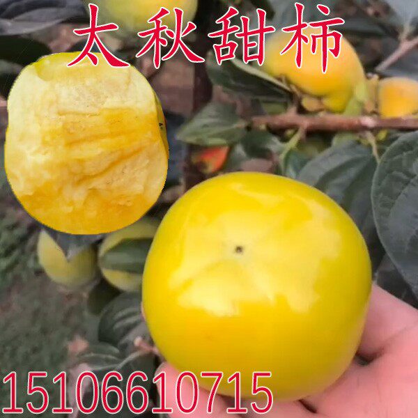 新品种柿子树苗大秋甜柿苗嫁接太秋脆柿子树苗当年结果南北方种植