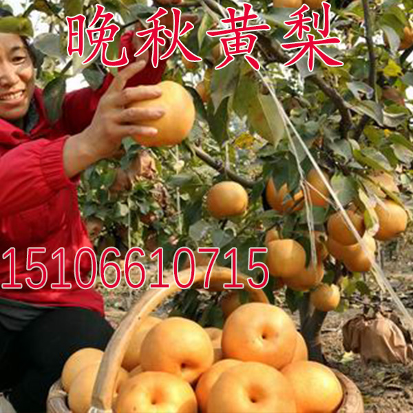 晚熟高产梨树苗嫁接苗 黄梨苗南方北方种植 晚秋黄梨树苗当年结果