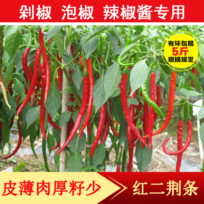 农家自种新鲜红线椒二荆条红辣椒小尖椒长辣椒剁椒辣椒酱现摘蔬菜