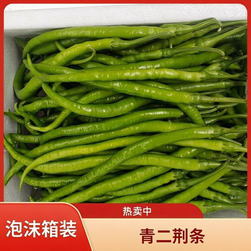现摘农家自种红线椒中辣二荆条