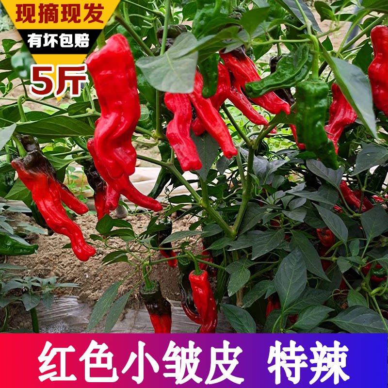 农家自种新鲜红色小皱皮辣椒薄皮特辣土辣椒螺丝椒现摘超辣蔬菜