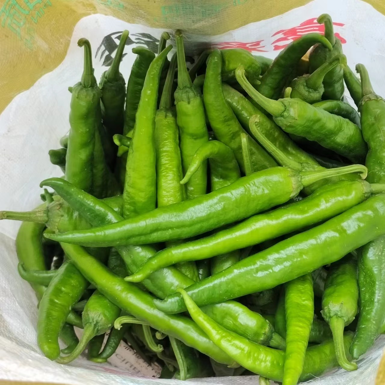 鲜代旺农家自种软皮牛角椒杭椒