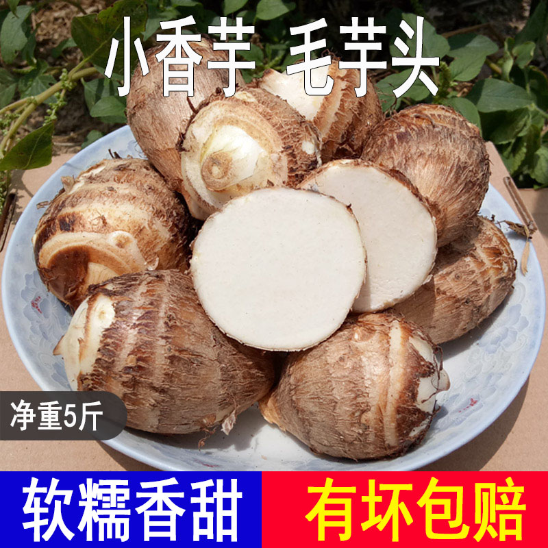 小毛芋头种子新鲜种植苗