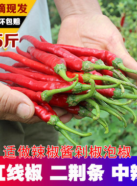 新鲜薄皮农家小青斤装二荆条辣椒