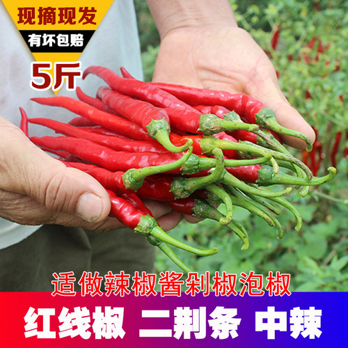 新鲜薄皮农家小青斤装二荆条辣椒