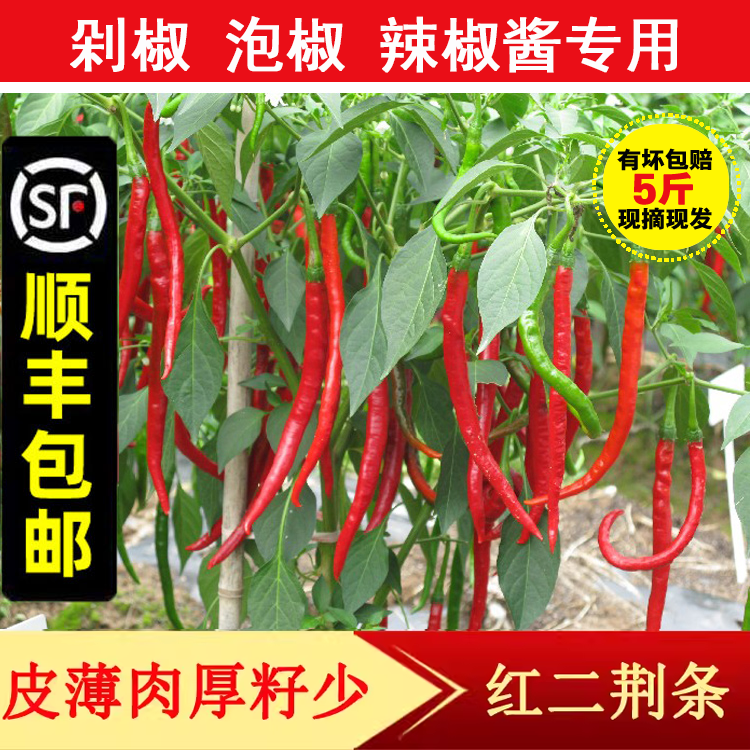 鲜代旺新鲜二荆条辣椒现摘红线椒