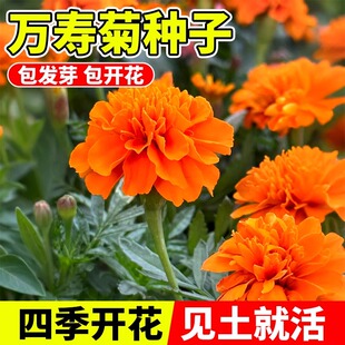 万寿菊种子花种籽子四季播种开花菊花苗盆栽南非万寿菊臭芙蓉种孑