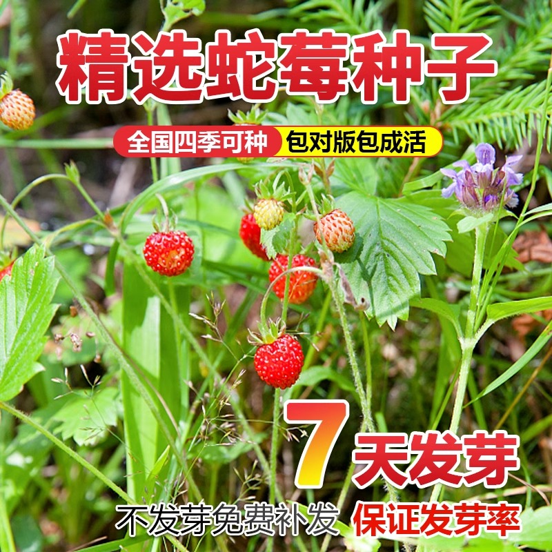 蛇莓种子野生草莓多年生园林地被点缀花籽中药材蛇泡草籽庭院盆栽