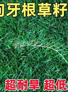 狗牙根草坪草籽带壳脱壳净籽四季常青耐寒耐旱绿化护坡固土草种子