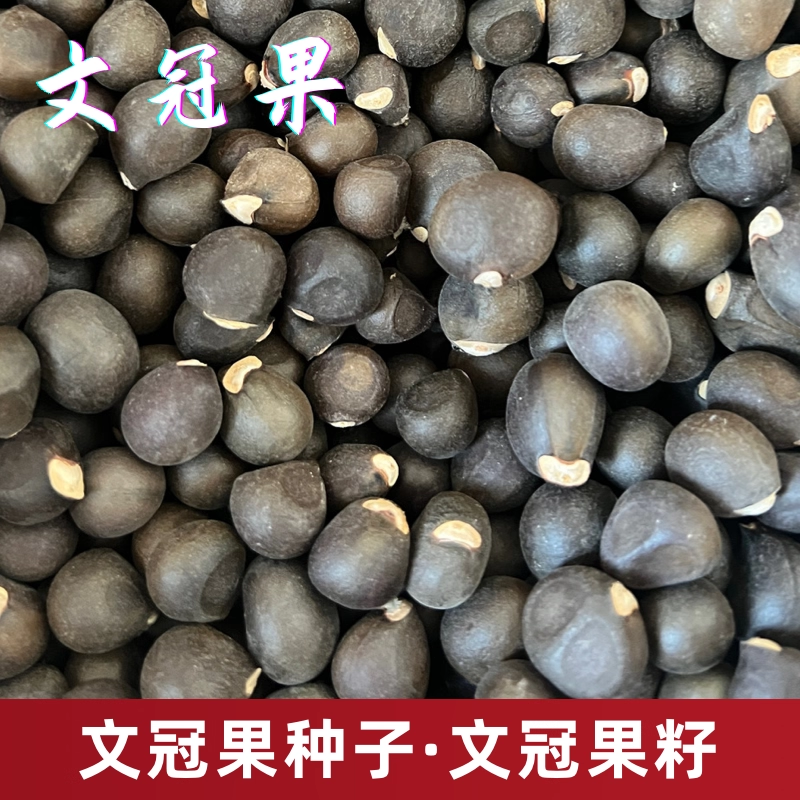 新采文冠果种子 文冠果籽 新采文冠果树种子 可食用榨油盆栽观赏