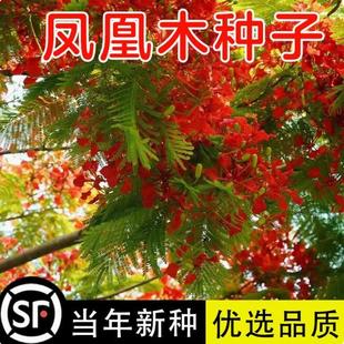 凤凰木树苗树种子种籽林木种籽四季多年生景观绿化工程观叶种孑