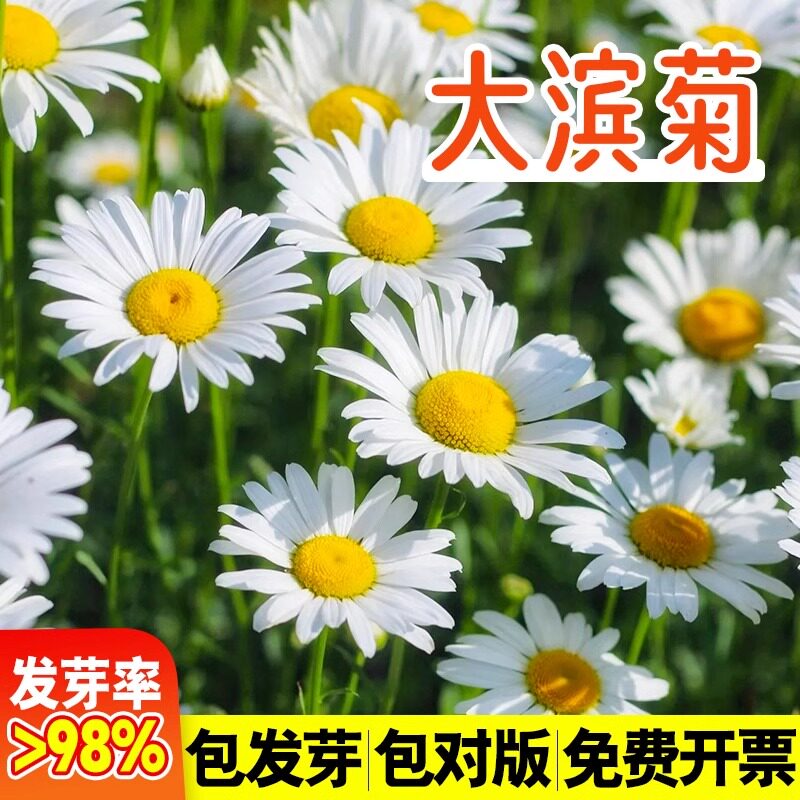 大滨菊种子孑南北方四季播种景观绿化植物庭院阳台盆栽花卉草种籽