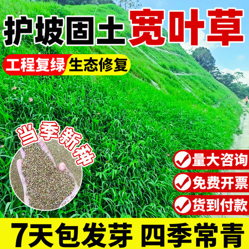 百喜草草籽护坡绿化宽叶雀稗草种耐寒耐旱耐高温矿山复绿草坪种子