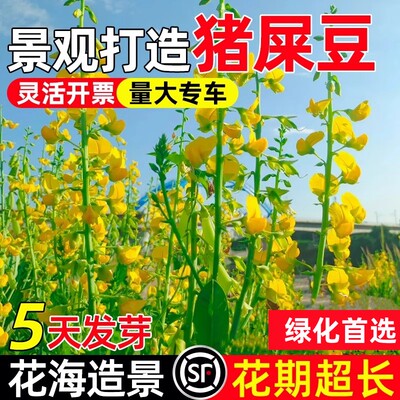 猪屎豆种子多年生护坡固土灌木草籽生态修复工程绿化种籽耐盐碱草