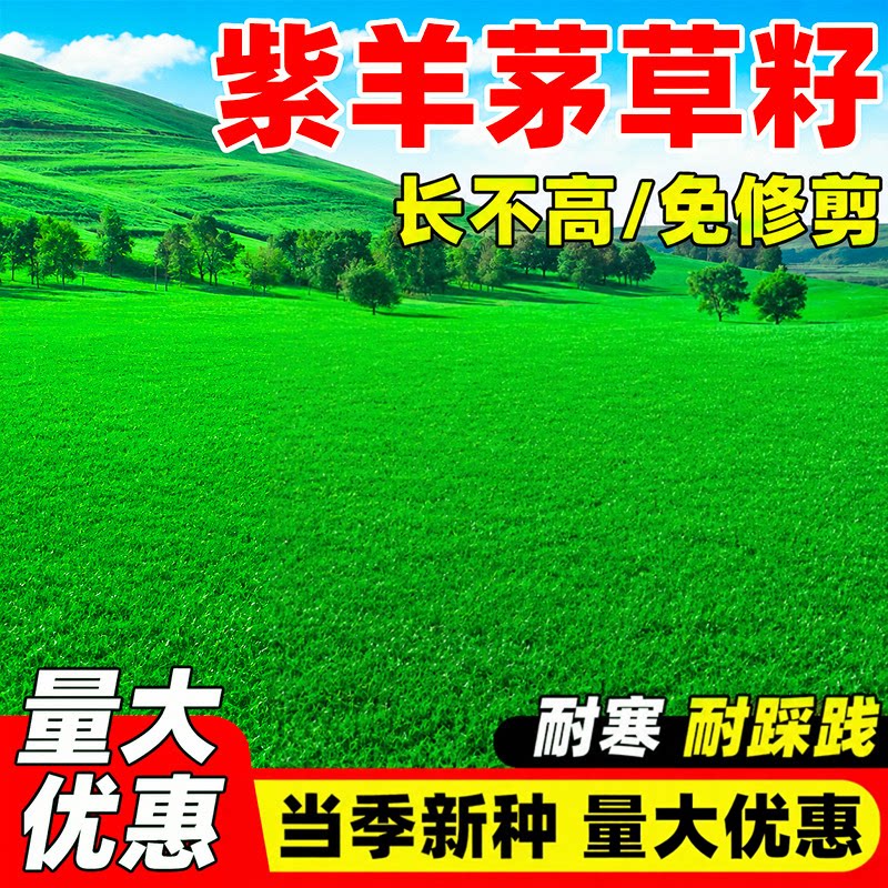 紫羊茅草籽四季常青高羊茅矮生耐寒旱护坡固土庭院绿化草坪种子籽