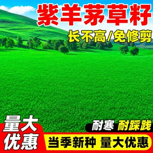 紫羊茅草籽四季常青高羊茅矮生耐寒旱护坡固土庭院绿化草坪种子籽