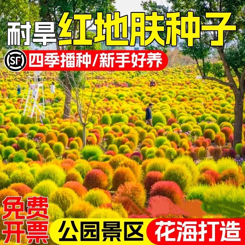 红叶地肤种子绿叶地肤草种籽地麦铁扫帚耐寒耐旱园林景观花海花籽
