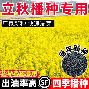 观赏油菜花种子彩色油菜花籽种高产矮杆榨油南方种四季油菜种籽孑