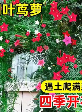 羽叶茑萝花种子四季播种开花庭院室外内盆栽爬藤攀援植物花种籽子