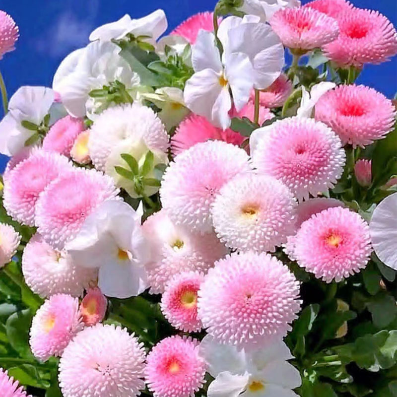 小雏菊花种子花种籽子乒乓菊易活