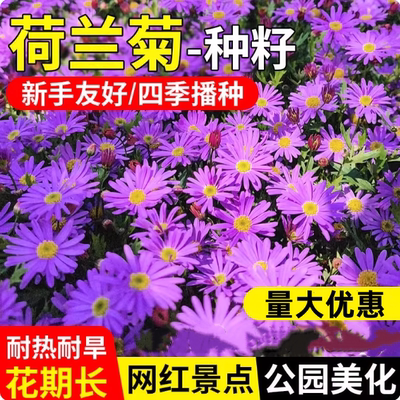 荷兰紫菀花种子耐寒耐旱荷兰菊花籽多年生阳台盆栽好养易活花种孑