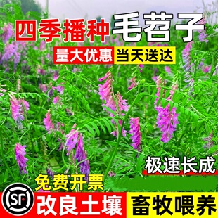 光叶紫花苕种子毛苕子果园绿肥草籽箭舌豌豆高产牧草耐贫瘠草种籽